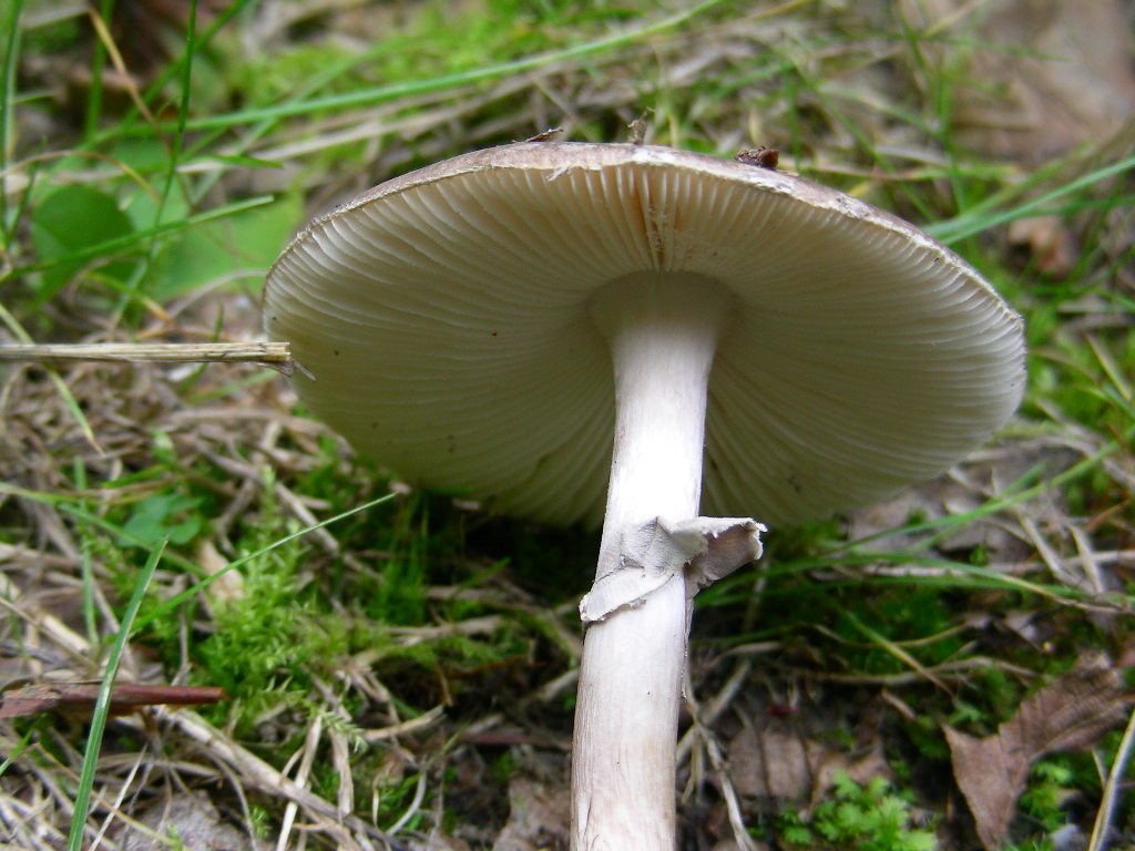 Amanita porphyria: scheda fotografica